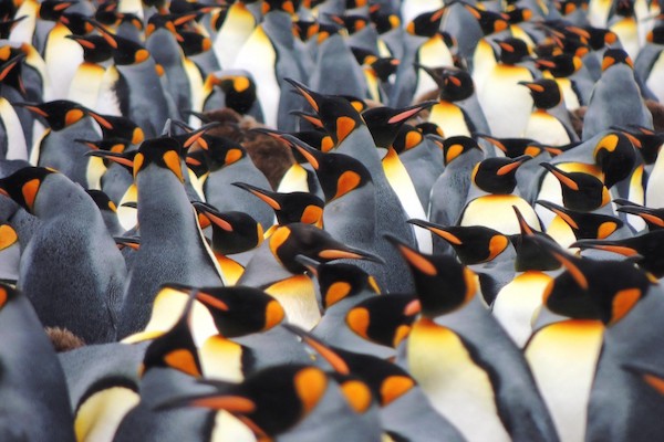 Penguins in Antarctica